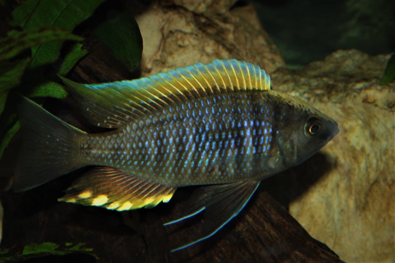 Copadichromis geertsi 'Gome'